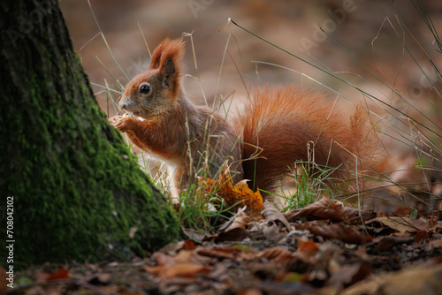 Cute young red squirrel in a natural park in warm morning light. Very cute animal, interesting about its surroundings, colorful, looking funny. Jumping and climbing trees, running, eating