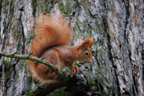 Cute young red squirrel in a natural park in warm morning light. Very cute animal, interesting about its surroundings, colorful, looking funny. Jumping and climbing trees, running, eating