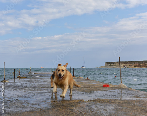 Humorous photo of playing dog near the se, Marsaskala, Malta. Dog playing in St Thomas bay in Marsaskala