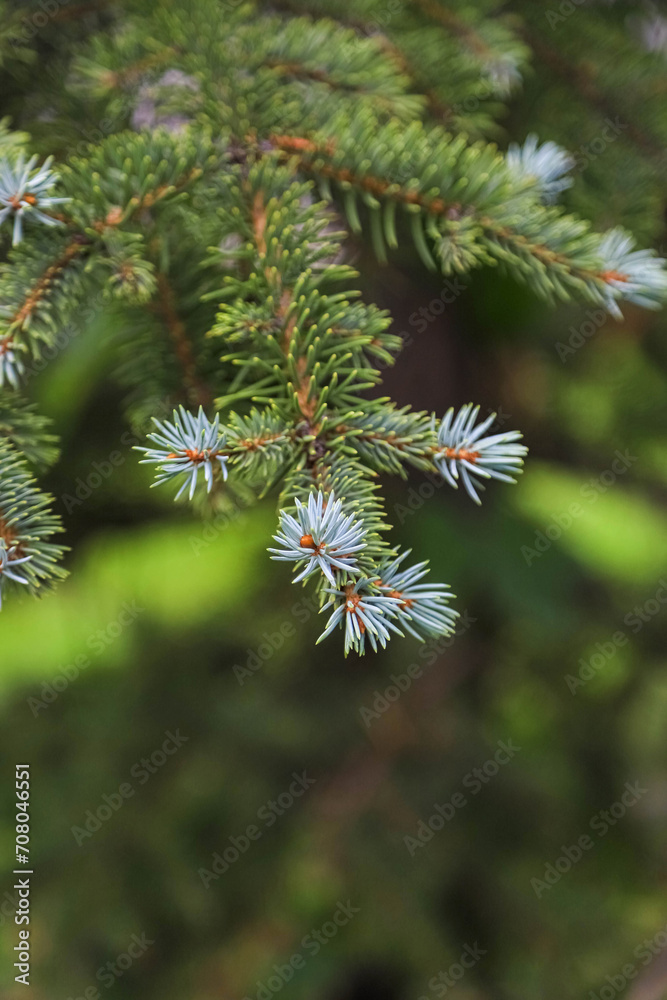 New light blue shoots on a conifer tree as a natural background. Photo with copy space