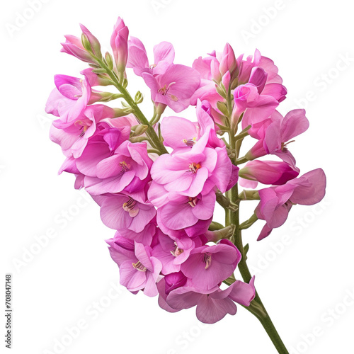 A bouquet of pink Matthiola (Stock) flowers, close-up view . symbolizes lasting beauty (2)