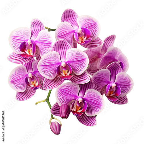 bouquet pink Cattleya Orchid  Mature charm