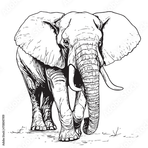 Elephant walking   hand drawn wild animal illustration  Isolated Vector illustration