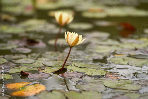 beautiful pond and banana water lilies and blurry background