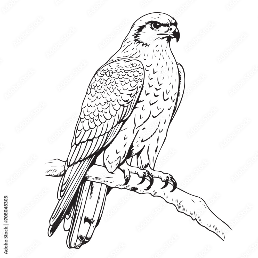 Fototapeta premium Falcon bird of prey sitting sketch black and white vector