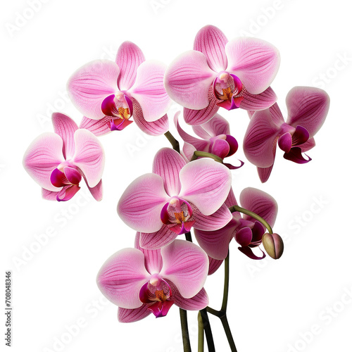 bouquet pink Cattleya Orchid  Mature charm  2 