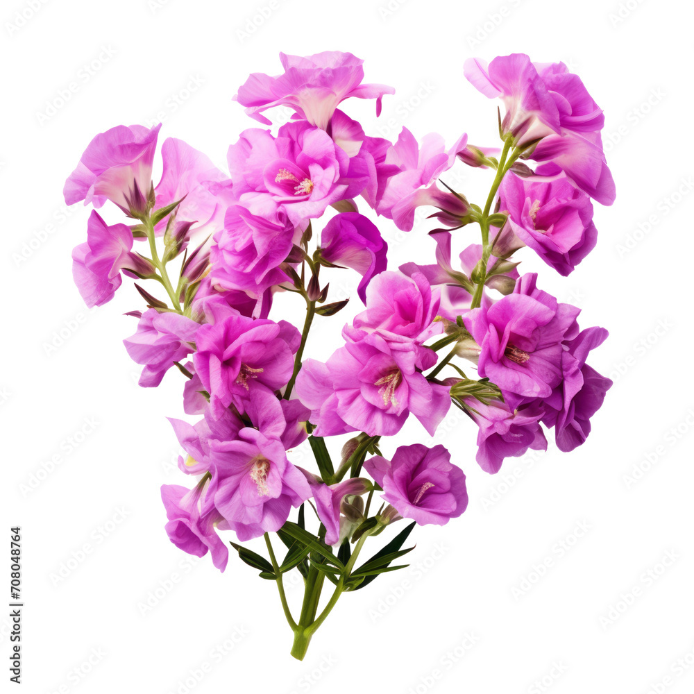 close-up view. bouquet of pink Matthiola (Stock) flowers. close-up view. bouquet of pink Matthiola (Stock) flowers.