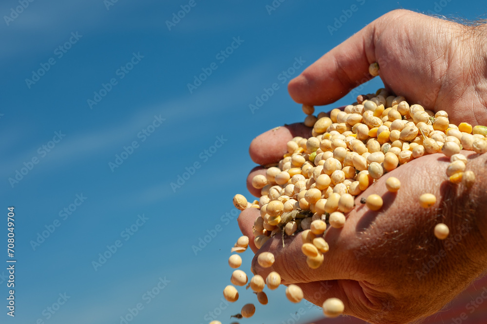 Human hands pouring soy beans