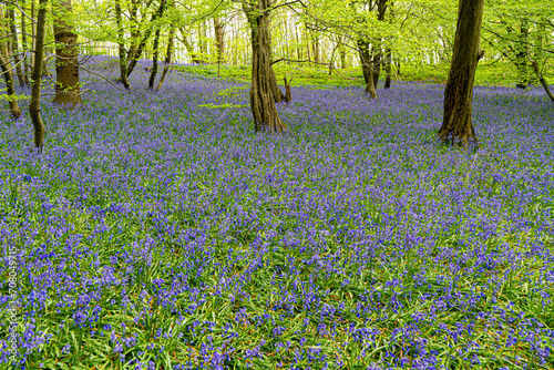 Fototapeta Naklejka Na Ścianę i Meble -  Blue Bell Woods in Spring showing Lilac Blue White and Green Plants and Flowers
