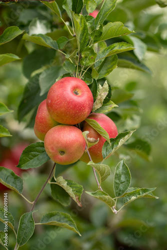 Wallpaper Mural Bunch of organic red apples on a branch produced in a small family orchard. Local producers support concept. Delicious organic red apples. Apples background. Torontodigital.ca