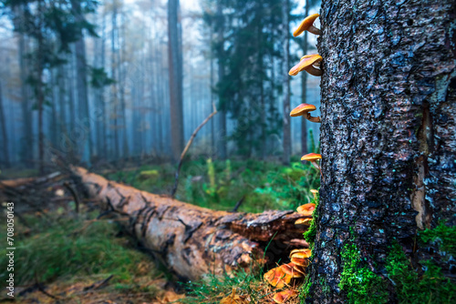 orange mushrooms on tree bark on misty morning
