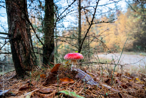 red amanita mushroom in forest