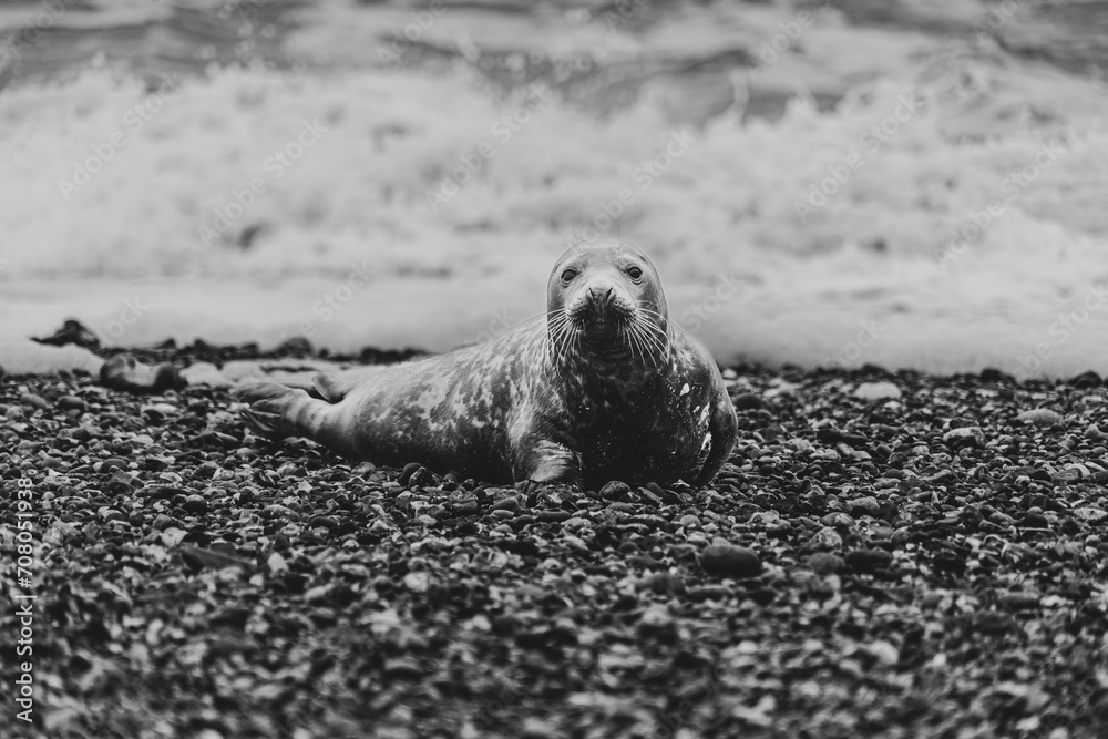 Naklejka premium Atlantic Grey Seals on East Anglia Beach