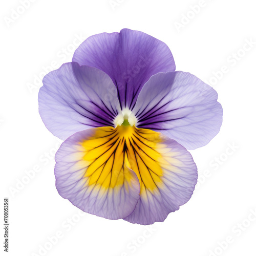 Pansy: Thoughtfulness and remembrance (3)