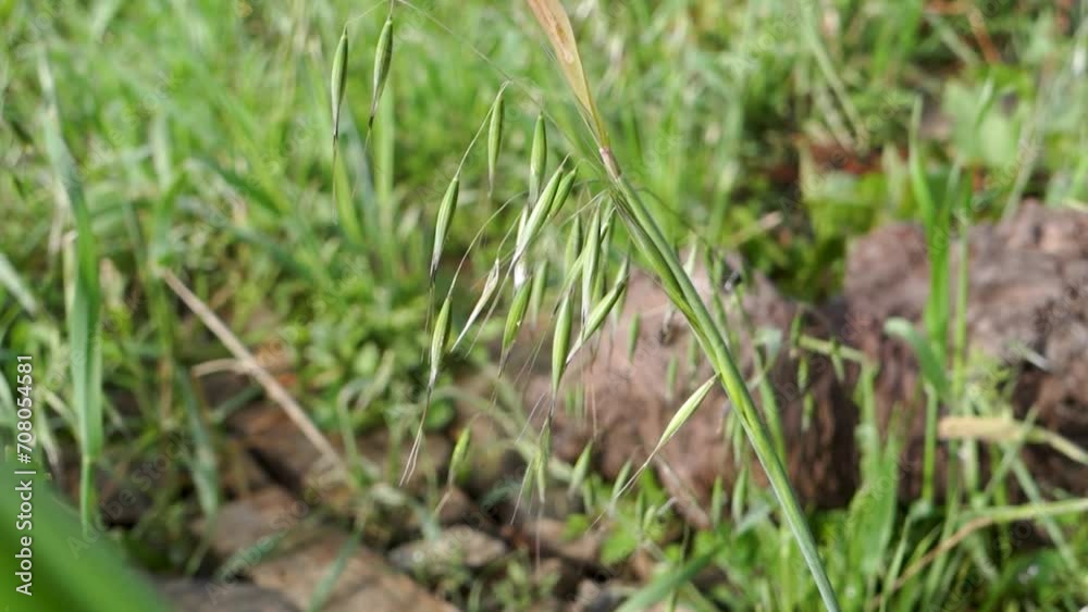 Close up shot of Avena sterilis , a species of grass weed whose seeds are edible. Meadows in the Himalayan region of Uttarakhand. Close up shot of Avena sterilis , a species of grass weed whose seeds are edible. Meadows in the Himalayan region of Uttarakhand.