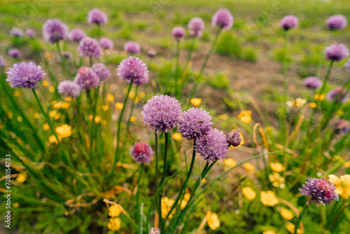 Purple onion flower close up photo made outside