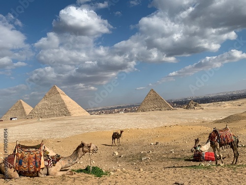 Camel caravan resting in the desert near the Egyptian Pyramids  Giza.