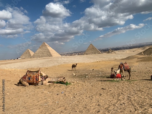 Camel caravan resting in the desert near the Egyptian Pyramids  Giza.