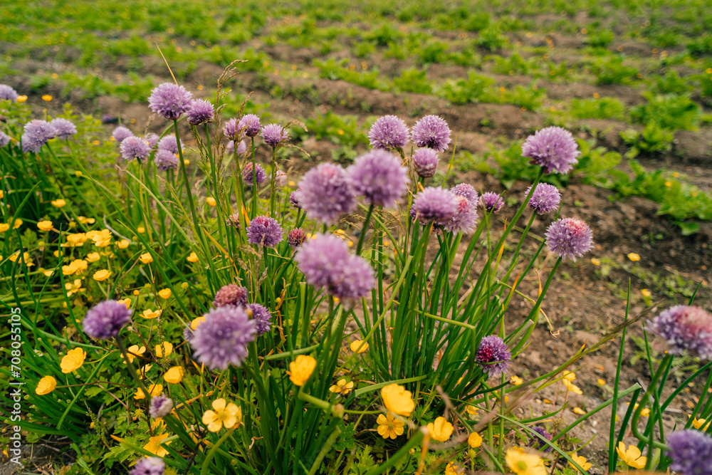 Purple onion flower close up photo made outside