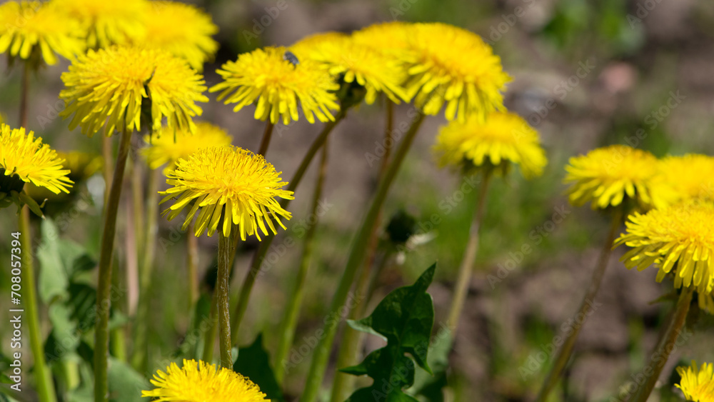 yellow dandelions growing on a lawn illuminated by the sunlight, springtime wild flowering plant with green leaves on stem. macro nature, natural background, close-up yellow dandelions growing on a lawn illuminated by the sunlight, springtime wild flowering plant with green leaves on stem. macro nature, natural background, close-up