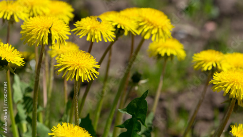 yellow dandelions growing on a lawn illuminated by the sunlight, springtime wild flowering plant with green leaves on stem. macro nature, natural background, close-up