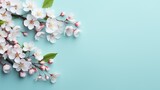 Cherry blossoms on blue background, top view. Space for text