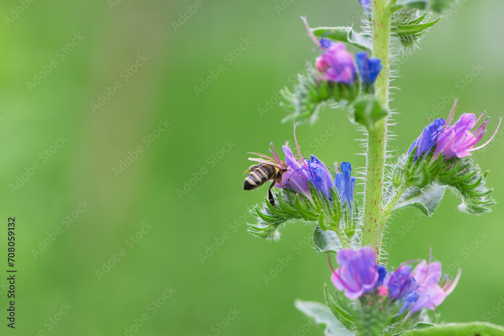 A bee collects honey on blue flowers on nature. macro photo of insects. delicate meadow flower. european honey bee. pollination of plants in nature. spring time A bee collects honey on blue flowers on nature. macro photo of insects. delicate meadow flower. european honey bee. pollination of plants in nature. spring time