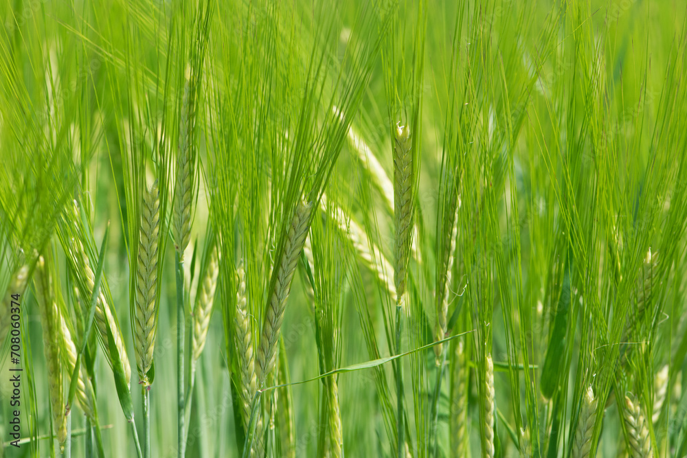 Young Wheat ears illuminated by sunlight. Gorgeous shape of the Wheat spikes. concept of a good harvest in an agricultural field. green spikelets. rye, close-up. green natural background Young Wheat ears illuminated by sunlight. Gorgeous shape of the Wheat spikes. concept of a good harvest in an agricultural field. green spikelets. rye, close-up. green natural background