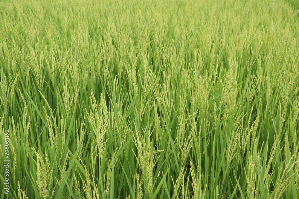 Green Rice Field in Village charming scenery fpr Wallpaper HD Green Rice Field in Village charming scenery fpr Wallpaper HD