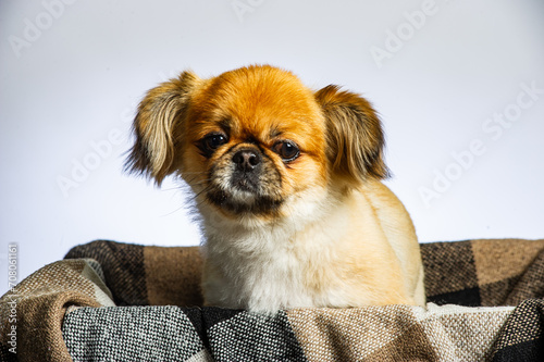 Close-up of Pekingese dog isolated on white background