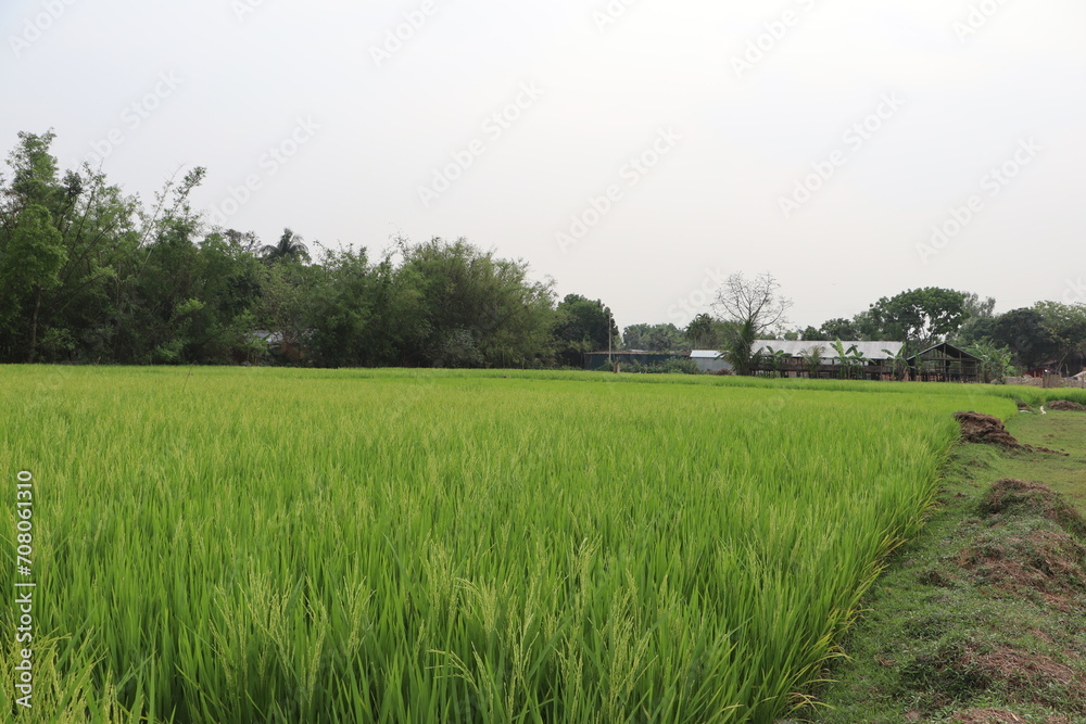 Obraz premium Green Rice Field in Village charming scenery fpr Wallpaper HD