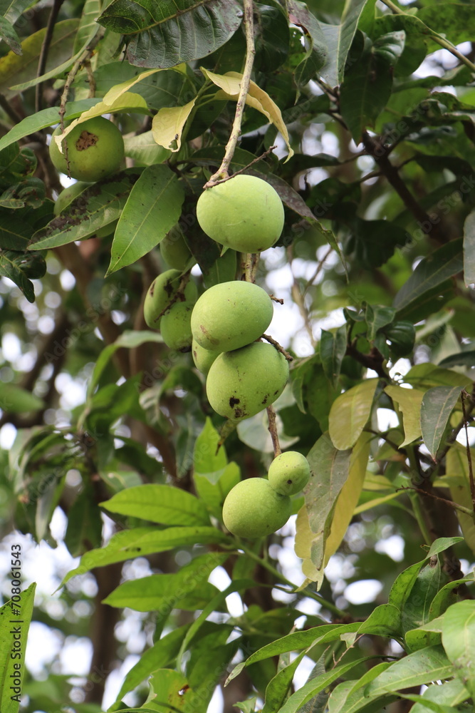 Green Small Mango HD Wallpaper for Calendar and Research Purpose Green Small Mango HD Wallpaper for Calendar and Research Purpose