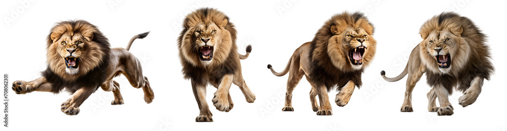 Fototapeta premium A lion in a prone position on its prey