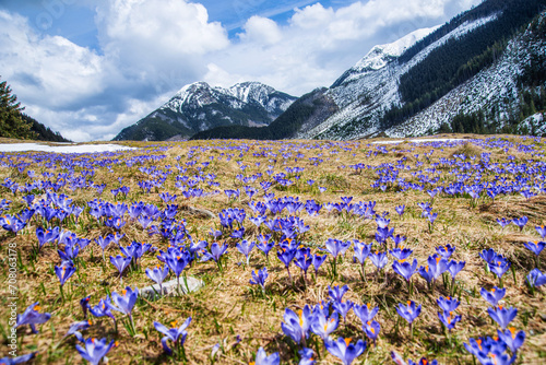 amazing field of blooming purple (blue) crocuses blooming in spring time. natural background (banner)