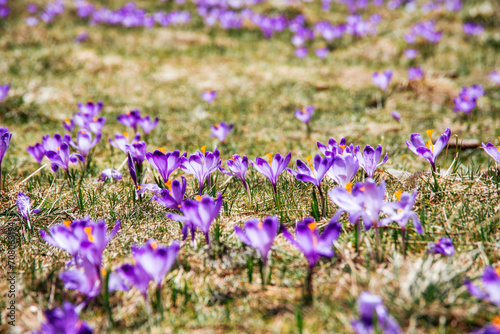amazing field of blooming purple (blue) crocuses blooming in spring time. natural background (banner)