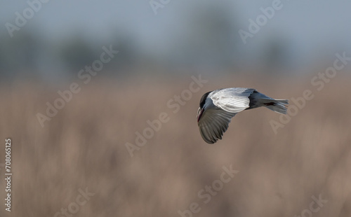 whiskered tern in flight over lagoon  © ezequiel