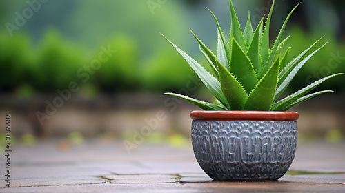 plant in a pot