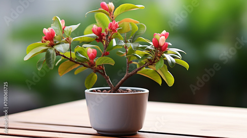 flower in a pot