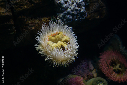 anemone in aquarium