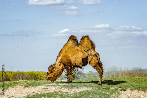 camel majesty photo