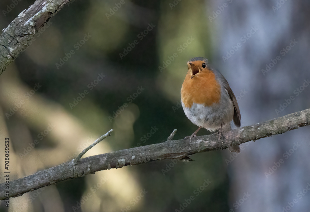 The european robin singing on the branch The european robin singing on the branch