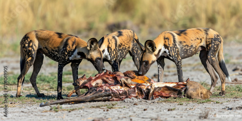 African Wild Dogs Devouring a Meal - The Raw Nature of Predators in the Wild
