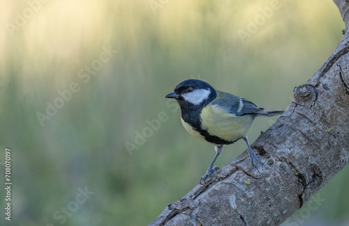 great tit on the branch 