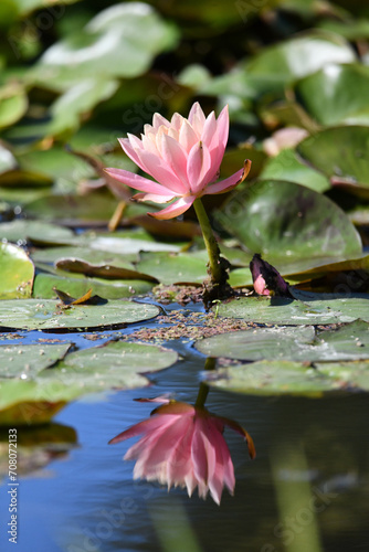 Waterlily in a pond