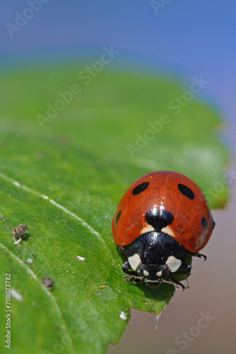 Lady Beetle on a Leaf