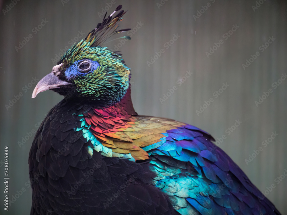 Obraz premium Himalayan monal (Lophophorus impejanus) Impeyan monal.