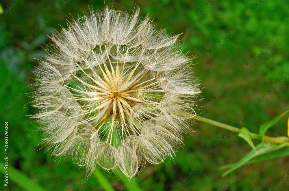 Fototapeta premium Seeds after a faded flower in the form of a dandelion ball