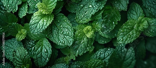 mint leaves green Background photo