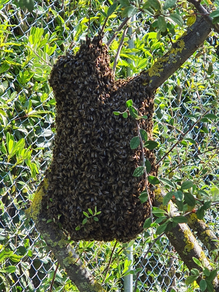 bees in the hive bees in the hive