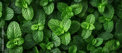 mint leaves green Background